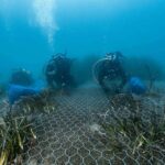 One Ocean Foundation